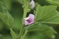 Althaea officinalis