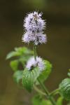 Mentha aquatica