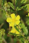 Potentilla neglecta