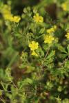 Potentilla neglecta