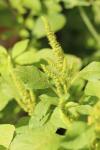 Amaranthus hybridus