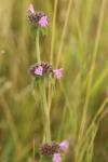 Clinopodium vulgare