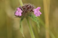 Clinopodium vulgare