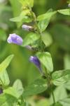 Scutellaria galericulata