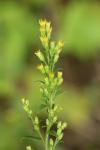 Solidago virgaurea