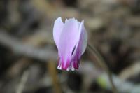 Cyclamen hederifolium