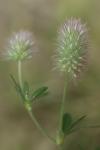 Trifolium arvense