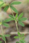 Trifolium arvense