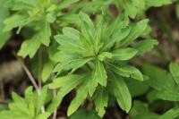 Daphne laureola