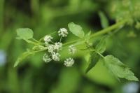 Helosciadium nodiflorum