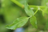 Helosciadium nodiflorum