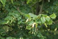 Tilia cordata