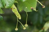 Tilia cordata