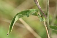 Andryala integrifolia