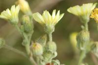 Andryala integrifolia