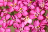 Achillea millefolium