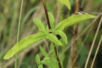 Saponaria officinalis