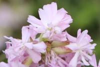 Saponaria officinalis