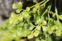 Asplenium ruta-muraria