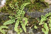 Asplenium trichomanes