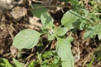 Heliotropium europaeum