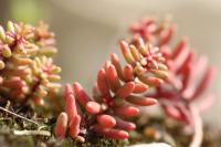 Sedum album