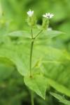Stellaria aquatica