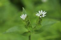 Stellaria aquatica