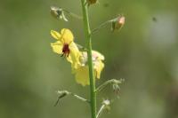 Verbascum blattaria
