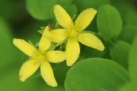 Hypericum maculatum