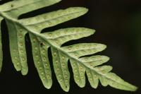 Polypodium vulgare