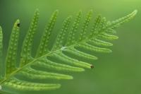Polypodium vulgare