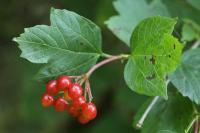 Viburnum opulus