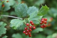 Viburnum opulus