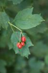 Viburnum opulus
