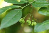 Euonymus europaeus