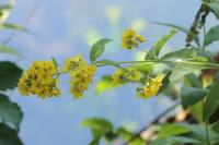 Lysimachia vulgaris