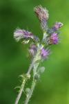Cirsium palustre