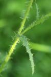 Cirsium palustre