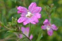 Epilobium hirsutum
