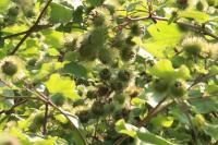 Arctium lappa