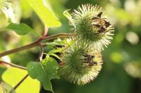 Arctium lappa