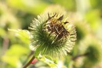 Arctium lappa