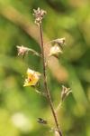 Verbascum blattaria