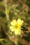 Potentilla recta
