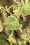 Verbascum pulverulentum