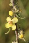 Verbascum pulverulentum