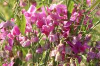 Lathyrus latifolius