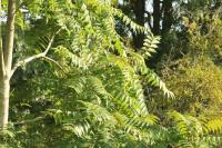 Ailanthus altissima