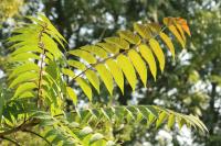 Ailanthus altissima
